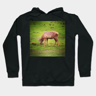 Grazing deer Hoodie